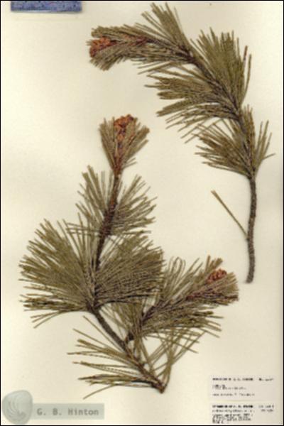 URN_catalog_HBHinton_herbarium_22071.jpg.jpg