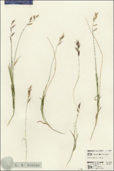 URN_catalog_HBHinton_herbarium_24439.jpg.jpg