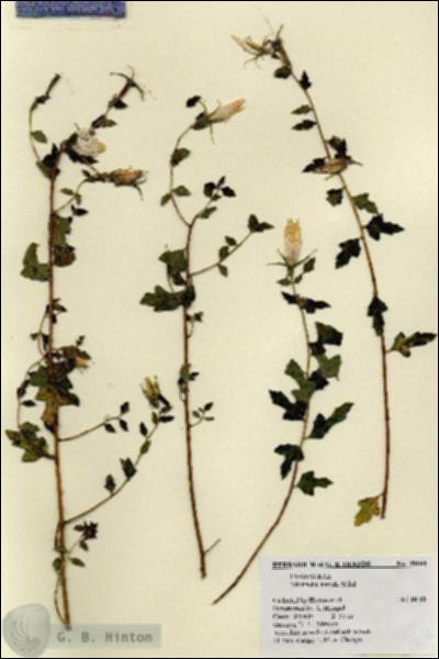 URN_catalog_HBHinton_herbarium_19194.jpg.jpg