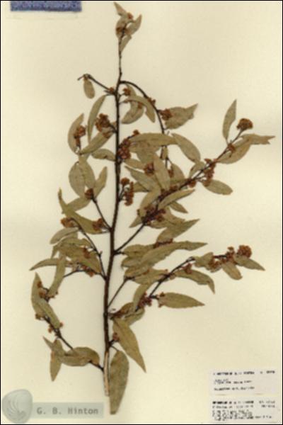 URN_catalog_HBHinton_herbarium_22728.jpg.jpg