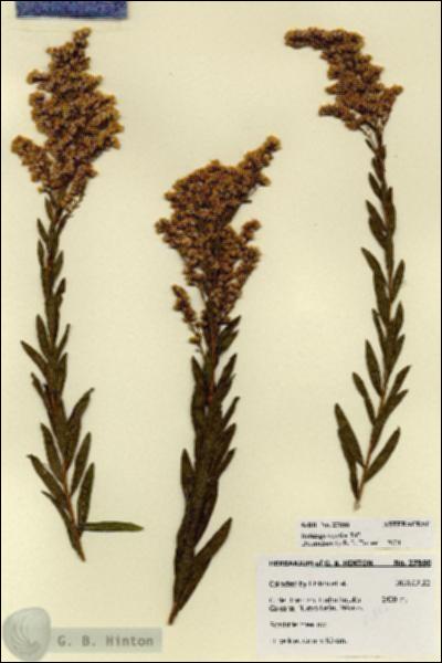 URN_catalog_HBHinton_herbarium_27856.jpg.jpg