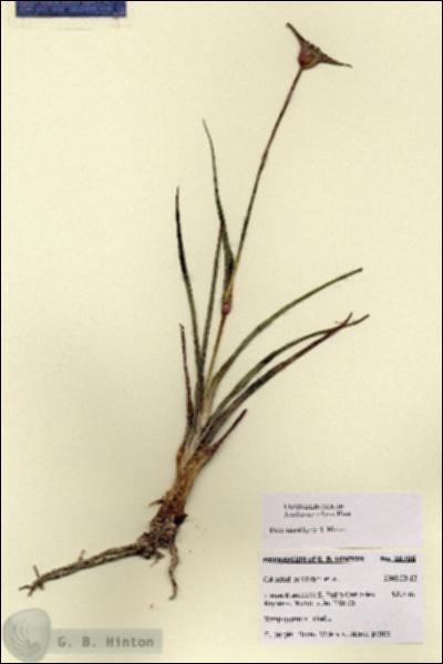 URN_catalog_HBHinton_herbarium_27706.jpg.jpg