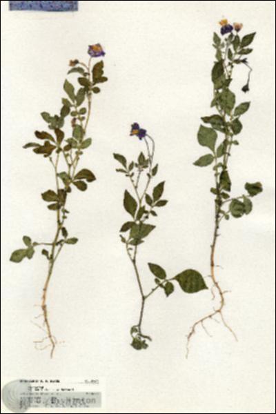 URN_catalog_HBHinton_herbarium_20434.jpg.jpg