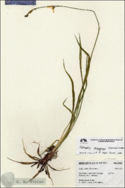 URN_catalog_HBHinton_herbarium_27187.jpg.jpg