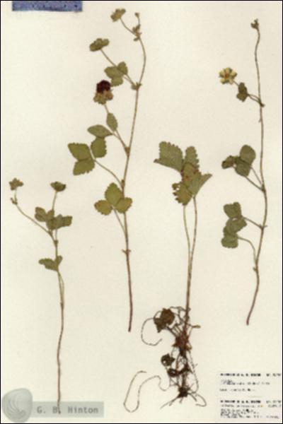 URN_catalog_HBHinton_herbarium_24136.jpg.jpg