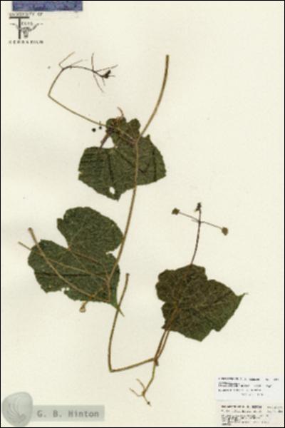 URN_catalog_HBHinton_herbarium_26849.jpg.jpg