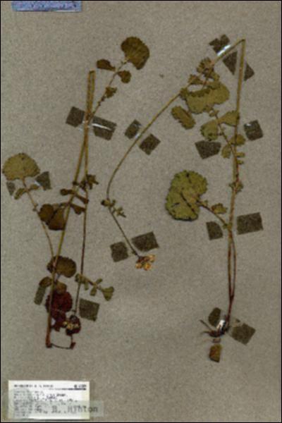 URN_catalog_HBHinton_herbarium_18839.jpg.jpg