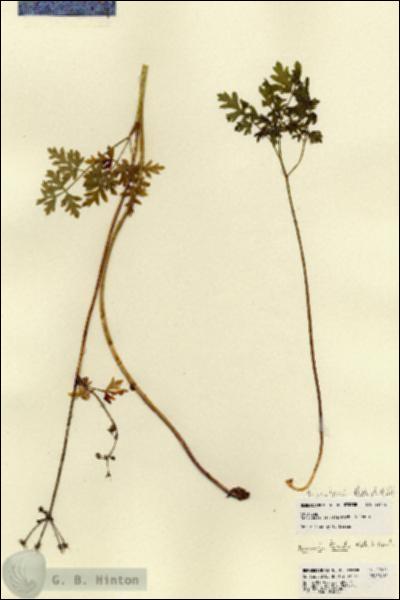 URN_catalog_HBHinton_herbarium_22472.jpg.jpg