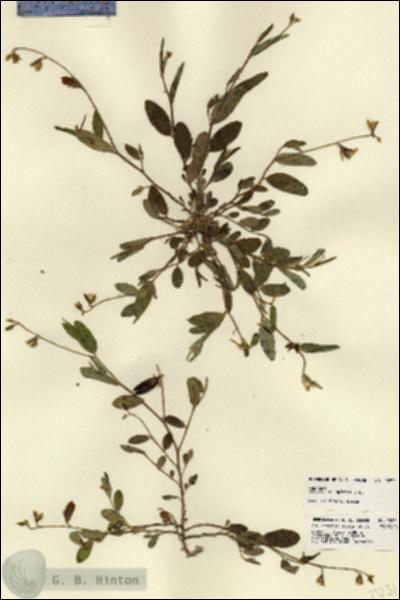 URN_catalog_HBHinton_herbarium_23231.jpg.jpg