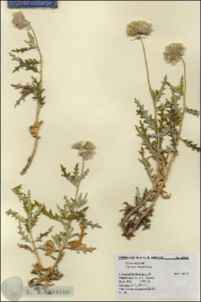 URN_catalog_HBHinton_herbarium_18239.jpg.jpg