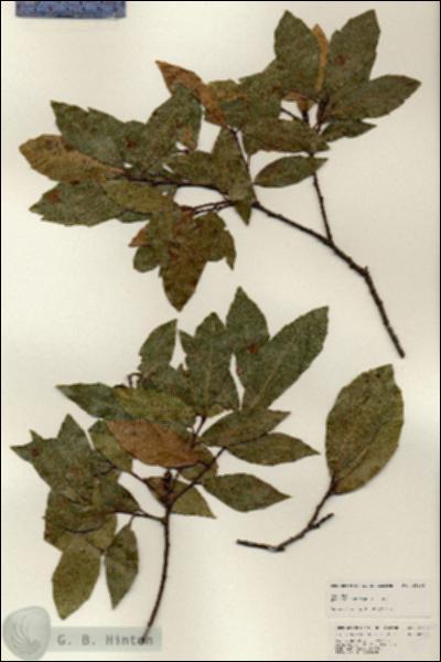 URN_catalog_HBHinton_herbarium_25182.jpg.jpg