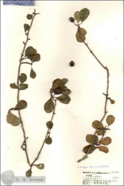 URN_catalog_HBHinton_herbarium_21442.jpg.jpg