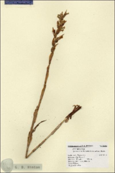 URN_catalog_HBHinton_herbarium_13484.jpg.jpg