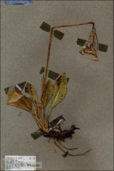 URN_catalog_HBHinton_herbarium_17338.jpg.jpg