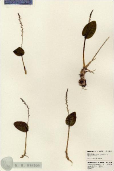 URN_catalog_HBHinton_herbarium_23208.jpg.jpg