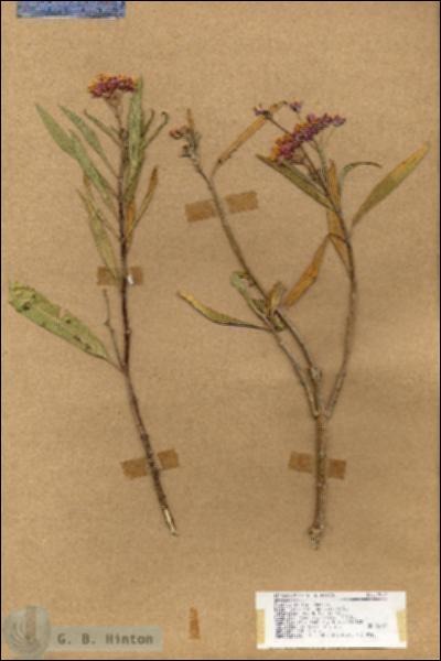 URN_catalog_HBHinton_herbarium_17829.jpg.jpg