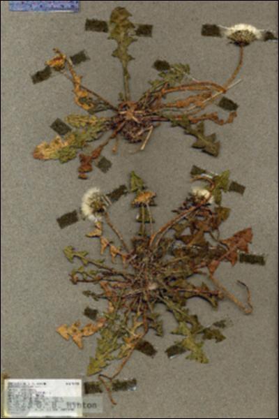 URN_catalog_HBHinton_herbarium_19410.jpg.jpg