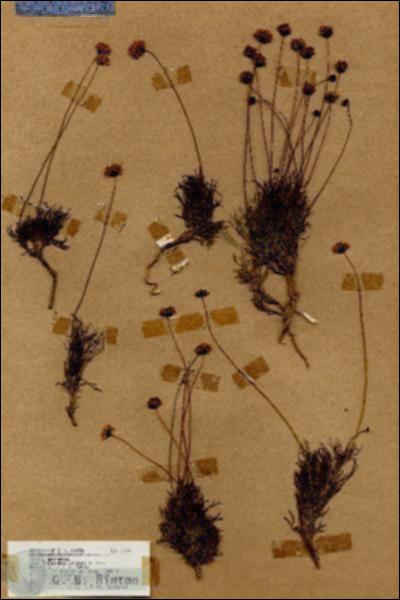 URN_catalog_HBHinton_herbarium_18518.jpg.jpg