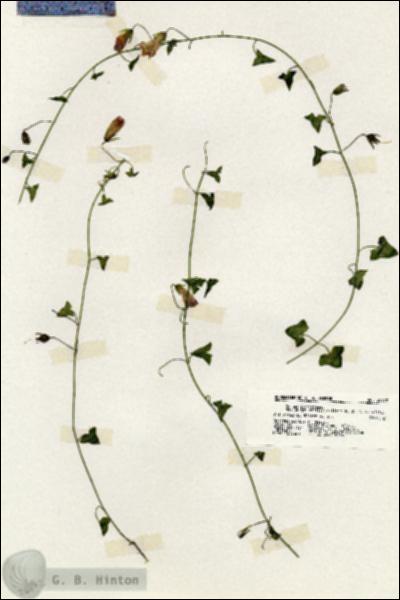 URN_catalog_HBHinton_herbarium_20172.jpg.jpg