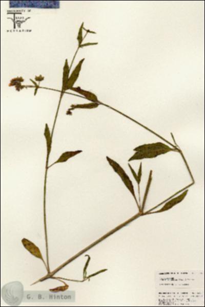 URN_catalog_HBHinton_herbarium_25447.jpg.jpg