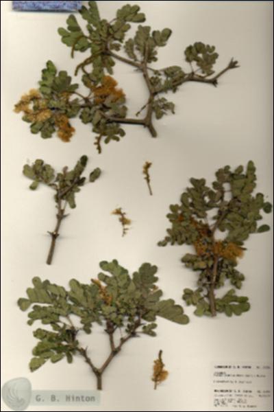 URN_catalog_HBHinton_herbarium_24334.jpg.jpg