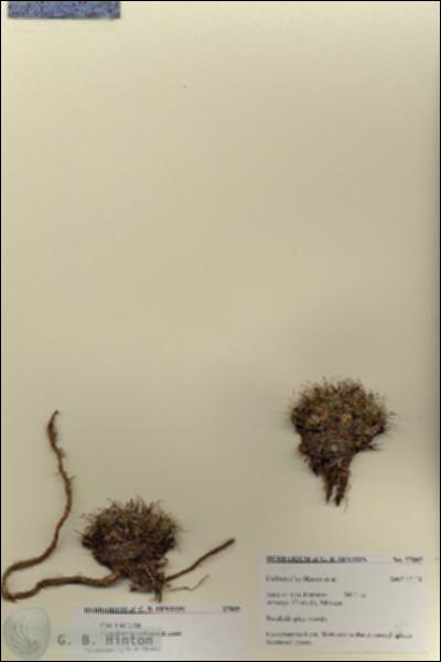 URN_catalog_HBHinton_herbarium_27805.jpg.jpg
