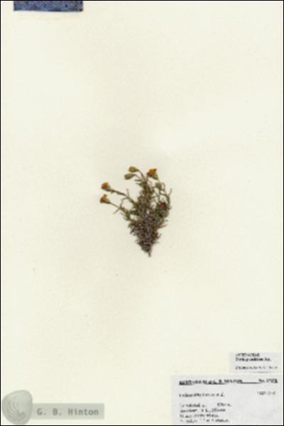 URN_catalog_HBHinton_herbarium_27070.jpg.jpg