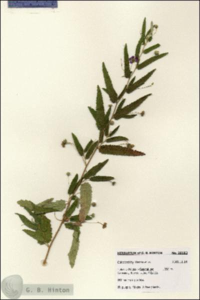 URN_catalog_HBHinton_herbarium_28182.jpg.jpg