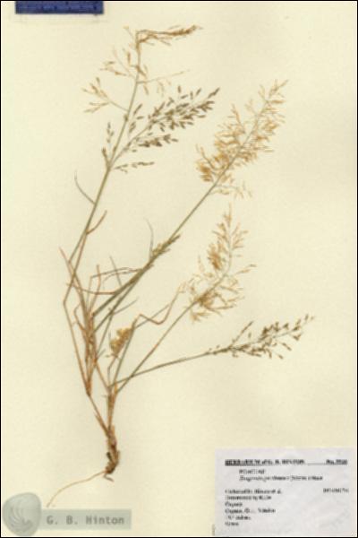 URN_catalog_HBHinton_herbarium_5535.jpg.jpg