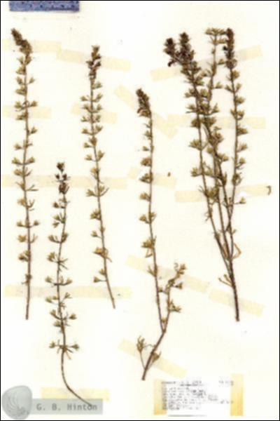 URN_catalog_HBHinton_herbarium_17126.jpg.jpg