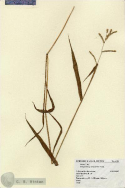 URN_catalog_HBHinton_herbarium_4493.jpg.jpg