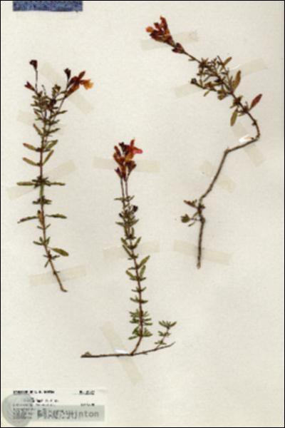 URN_catalog_HBHinton_herbarium_20090.jpg.jpg