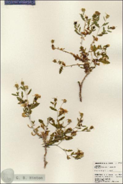 URN_catalog_HBHinton_herbarium_23562.jpg.jpg