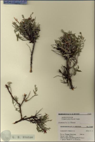URN_catalog_HBHinton_herbarium_27456.jpg.jpg