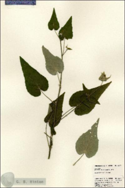 URN_catalog_HBHinton_herbarium_23874.jpg.jpg