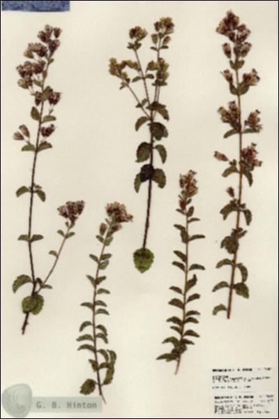 URN_catalog_HBHinton_herbarium_23687.jpg.jpg