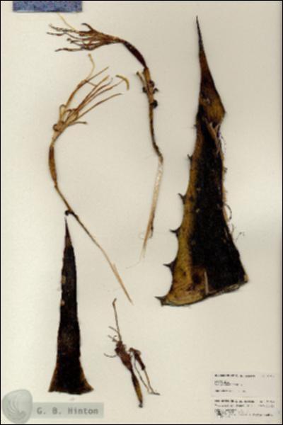 URN_catalog_HBHinton_herbarium_25144.jpg.jpg