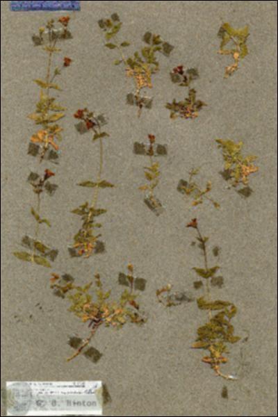 URN_catalog_HBHinton_herbarium_17108.jpg.jpg