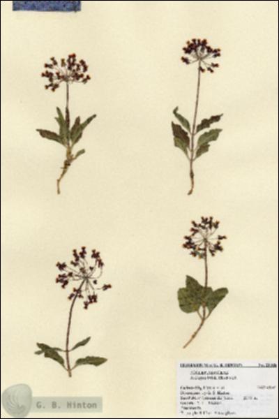 URN_catalog_HBHinton_herbarium_21906.jpg.jpg