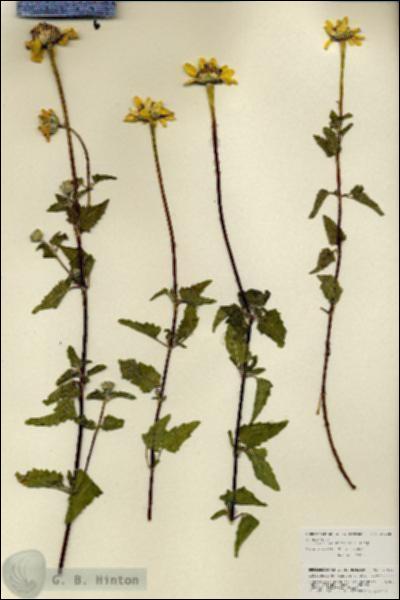 URN_catalog_HBHinton_herbarium_27088.jpg.jpg
