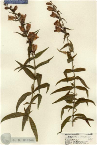 URN_catalog_HBHinton_herbarium_22281.jpg.jpg