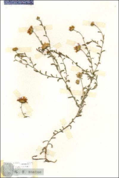 URN_catalog_HBHinton_herbarium_17129.jpg.jpg