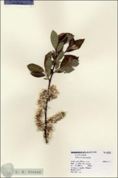 URN_catalog_HBHinton_herbarium_18207.jpg.jpg