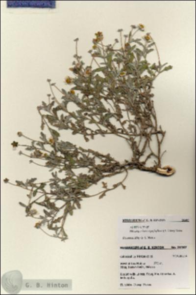 URN_catalog_HBHinton_herbarium_28387.jpg.jpg