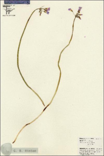 URN_catalog_HBHinton_herbarium_26249.jpg.jpg