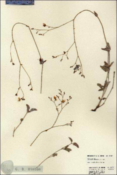 URN_catalog_HBHinton_herbarium_22803.jpg.jpg