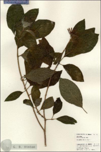 URN_catalog_HBHinton_herbarium_25307.jpg.jpg