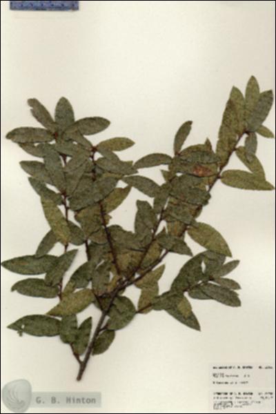 URN_catalog_HBHinton_herbarium_23936.jpg.jpg