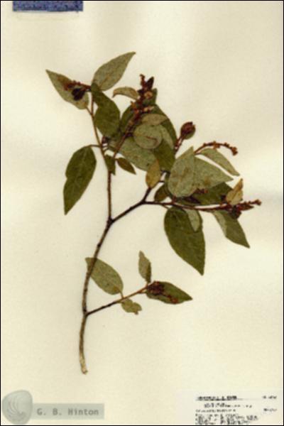 URN_catalog_HBHinton_herbarium_22143.jpg.jpg
