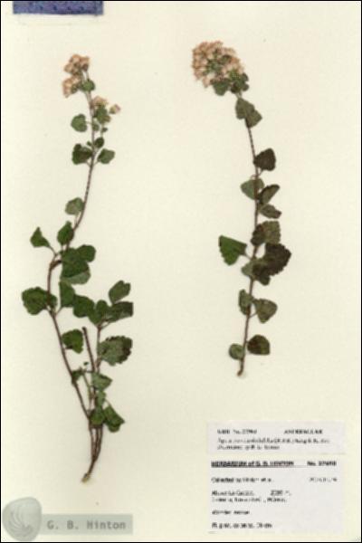 URN_catalog_HBHinton_herbarium_27960.jpg.jpg